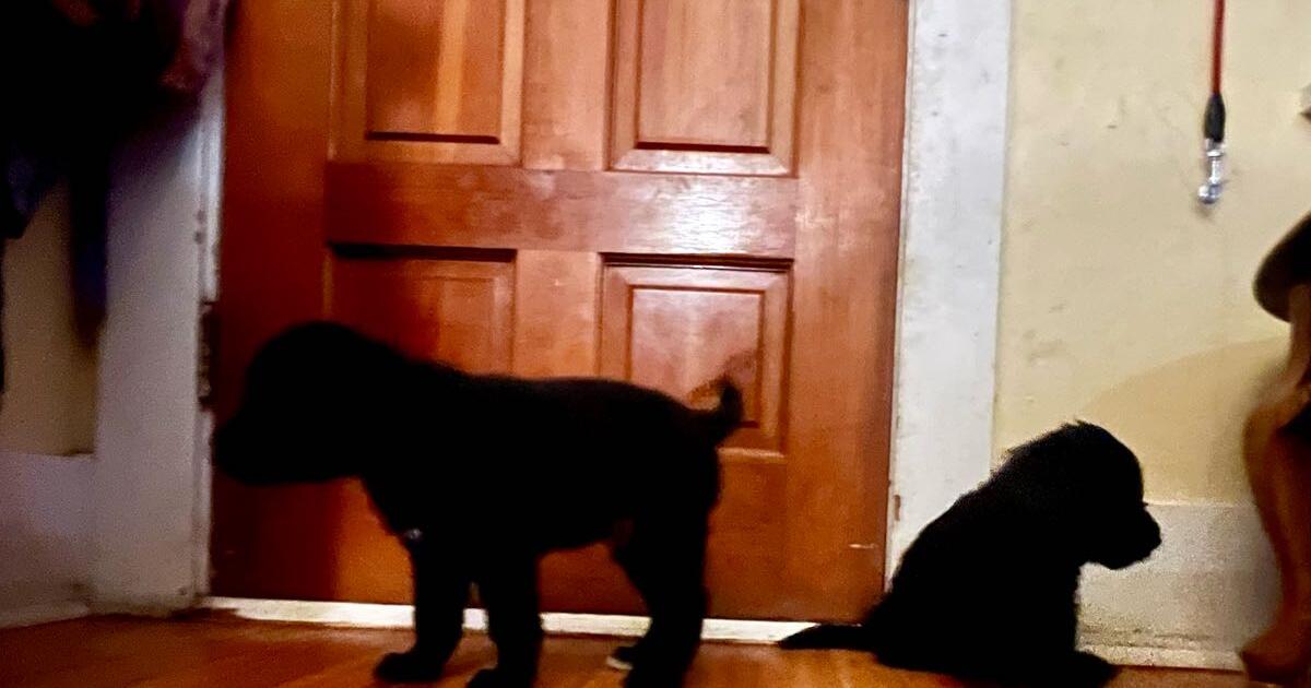 Puppies for 300 in Cheyenne, WY For Sale & Free — Nextdoor