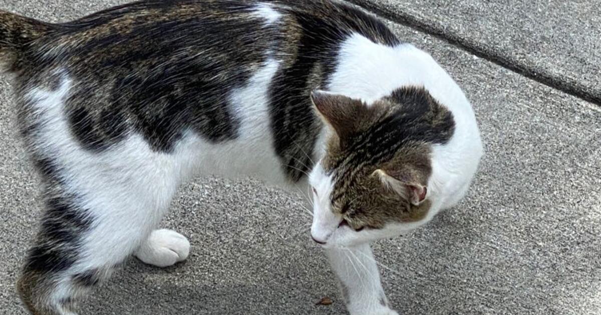 Lost Cat? For Free In Orlando, Fl 