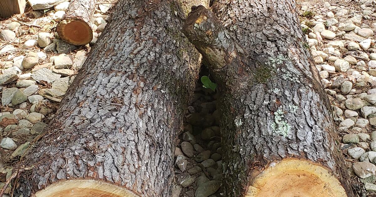 Cherry Tree Logs for 275 in Hendersonville, NC For Sale & Free