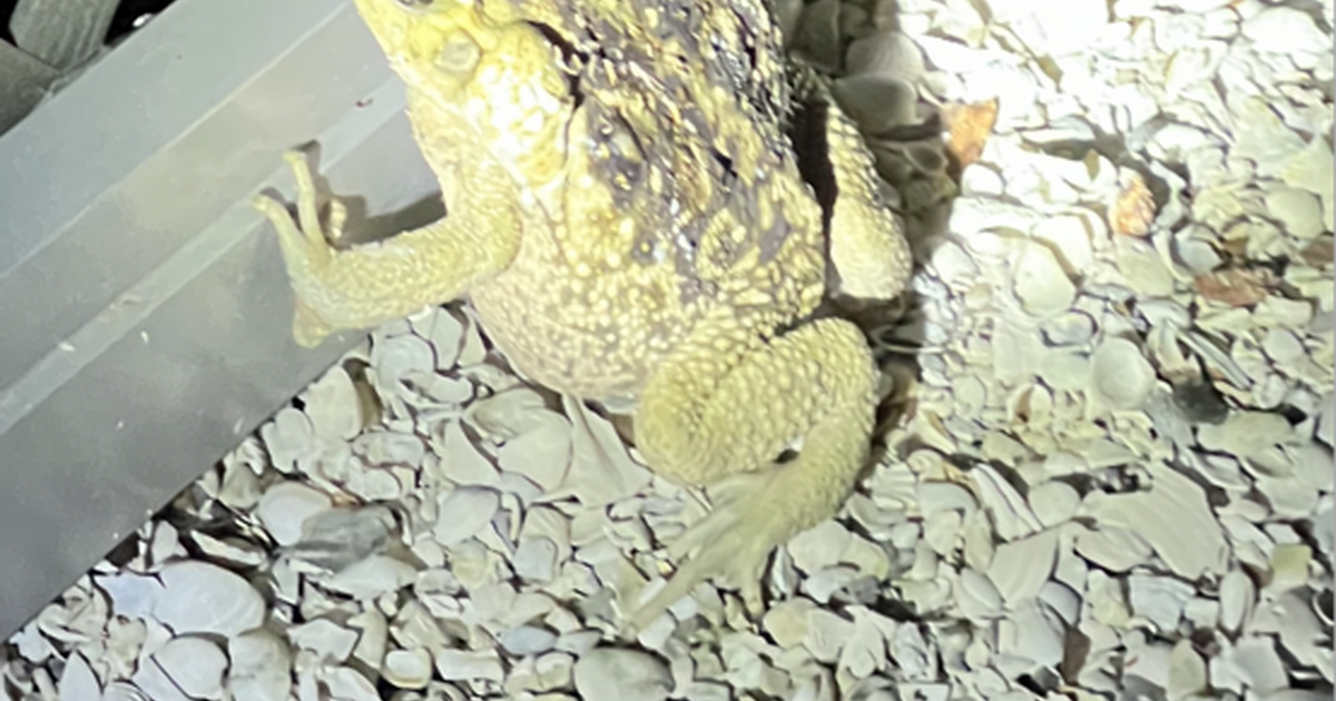 Poison Cane Toads for Free in Naples, FL Finds — Nextdoor