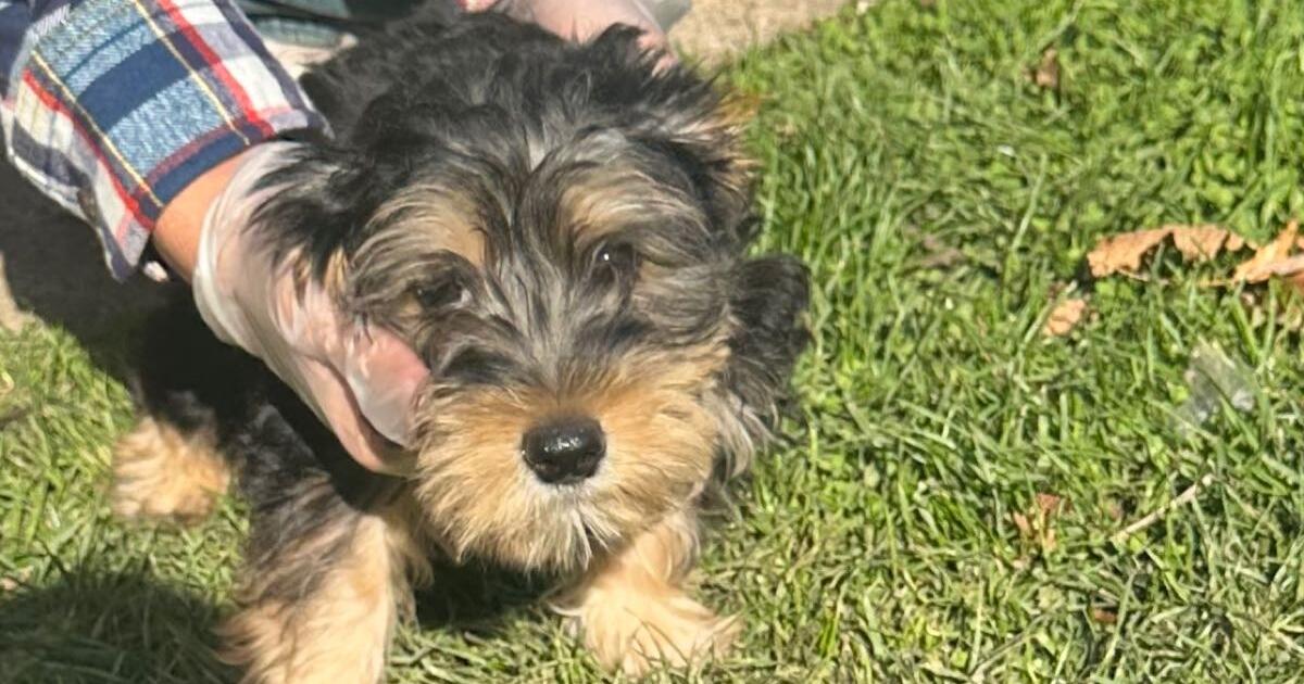 Yorkie puppies for 400 in Joliet, IL For Sale & Free — Nextdoor