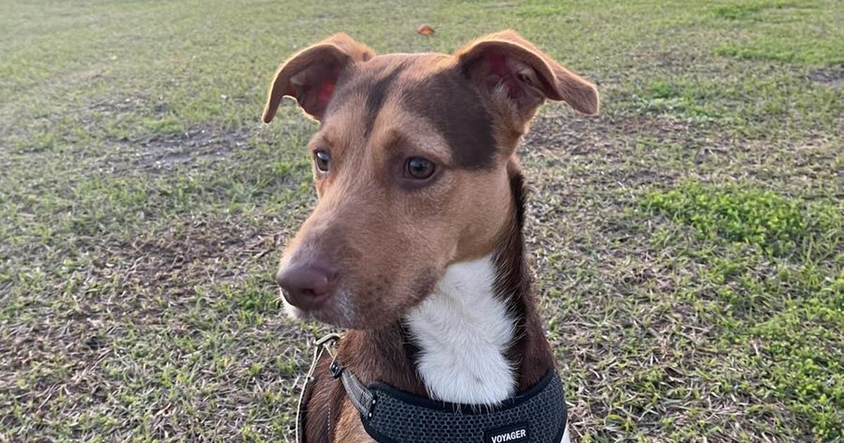 Rehoming a sweet dog for free in Corpus Christi/San Antonio Area for