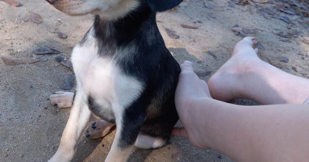 Puppies for rehoming in Conyers, GA For Sale & Free — Nextdoor