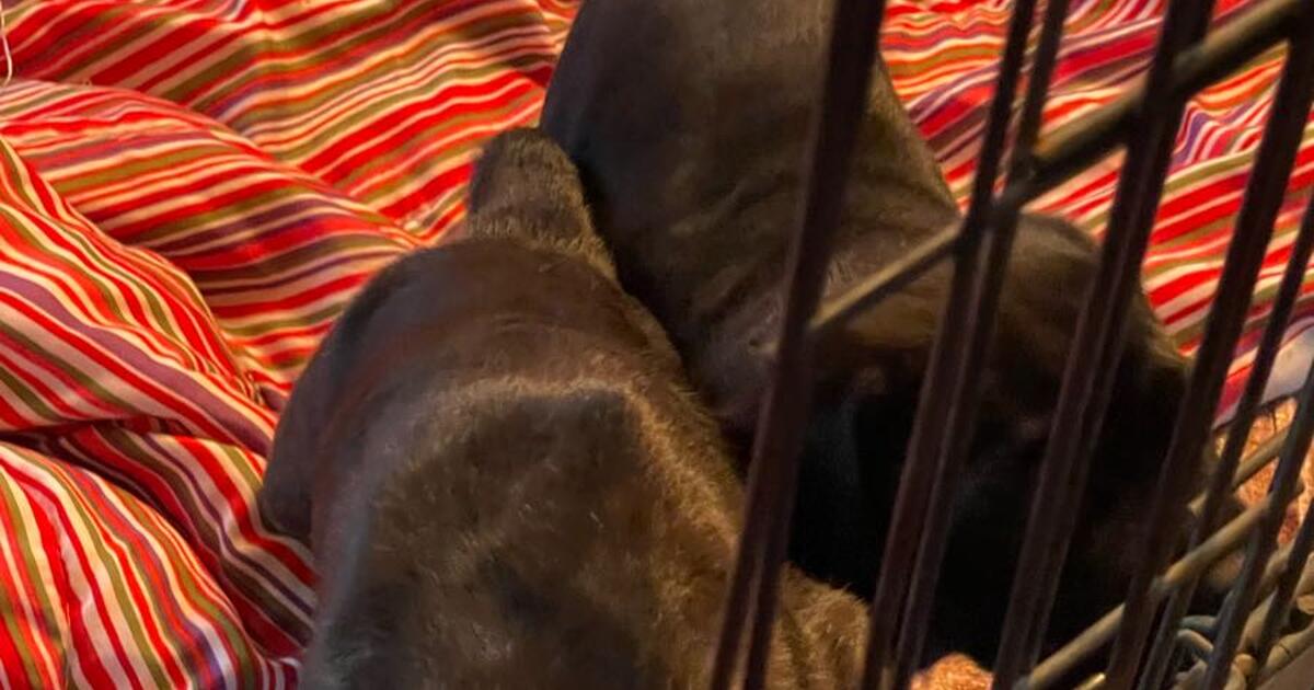 Cane Corso for Free in Killeen, TX For Sale & Free — Nextdoor