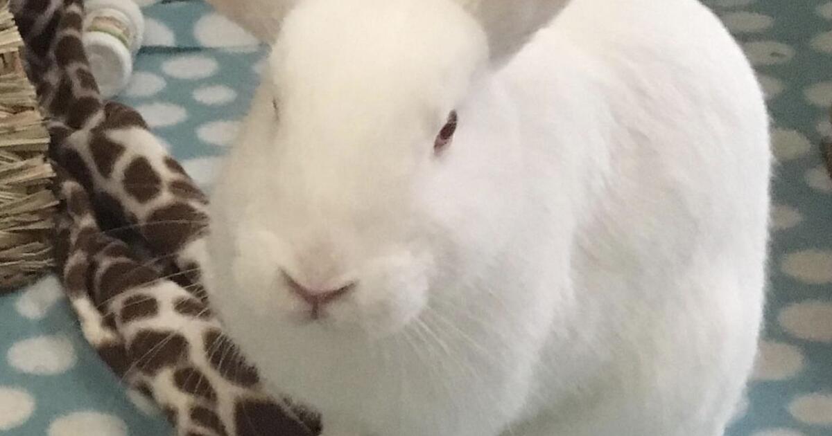 Rehoming Our Rabbit (Indoor, Spayed, Litter box Trained). for Free in
