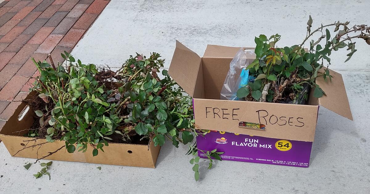 Roses for Free in Englewood, CO For Sale & Free — Nextdoor