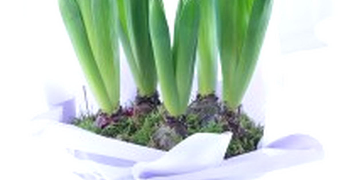 5 Plants, Flowers, Seeds, Bulbs, Gifts Sale + Free Shipping! for Free