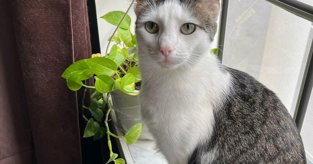 Cats for Free in Louisville, KY For Sale & Free — Nextdoor