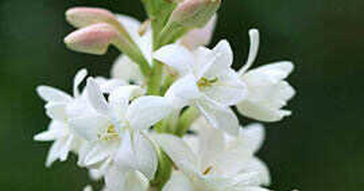 Tuberose The Pearl Polianthes Fragrance bulbs potted for 20 in