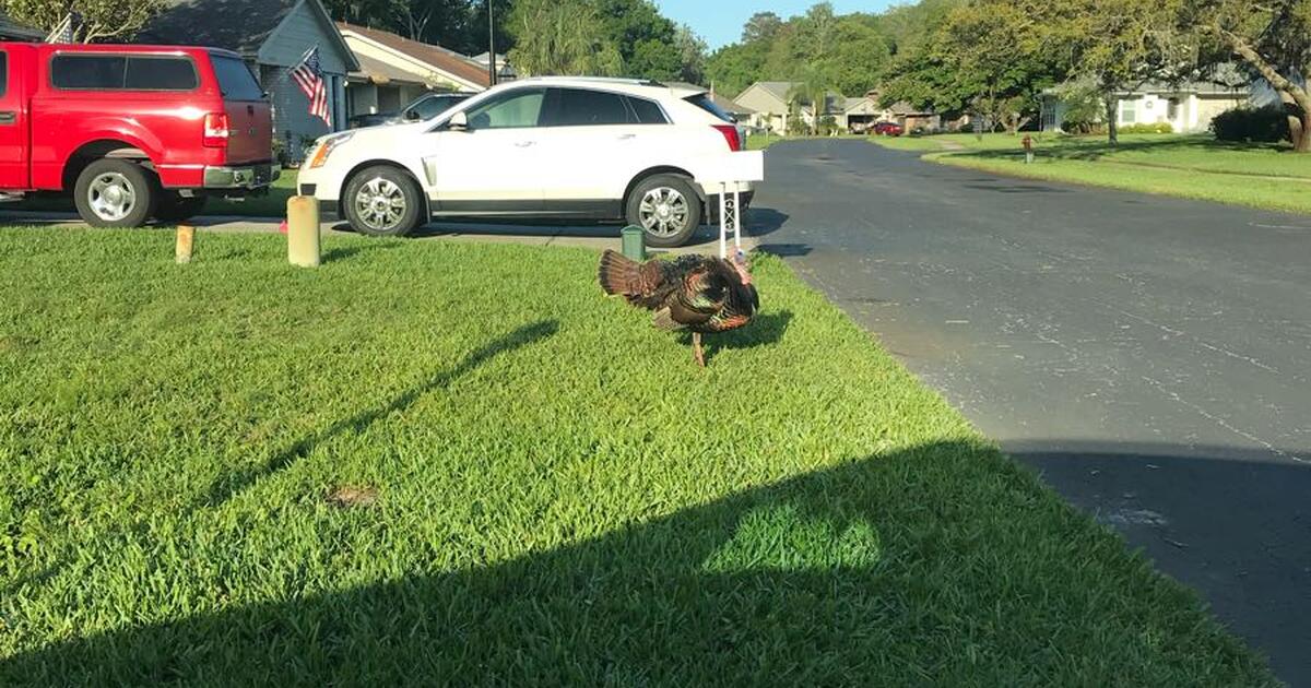 Summertree Community garage sale this weekend Friday November 3 & 4 for