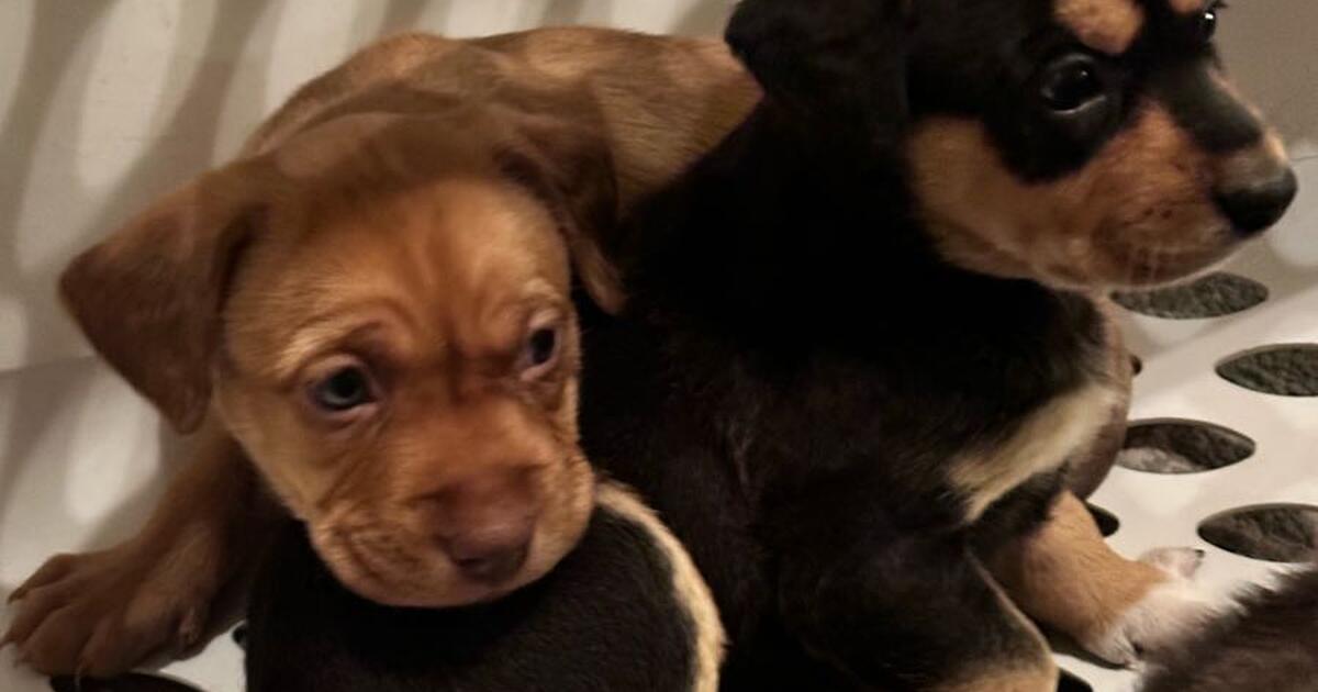 Free Puppies for Free in Lubbock, TX Finds — Nextdoor