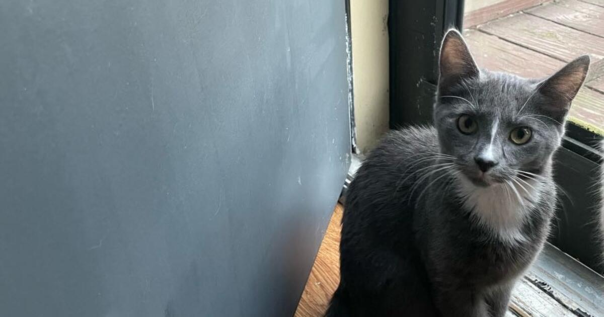 Free Kittens for Free in Carmel, IN For Sale & Free — Nextdoor