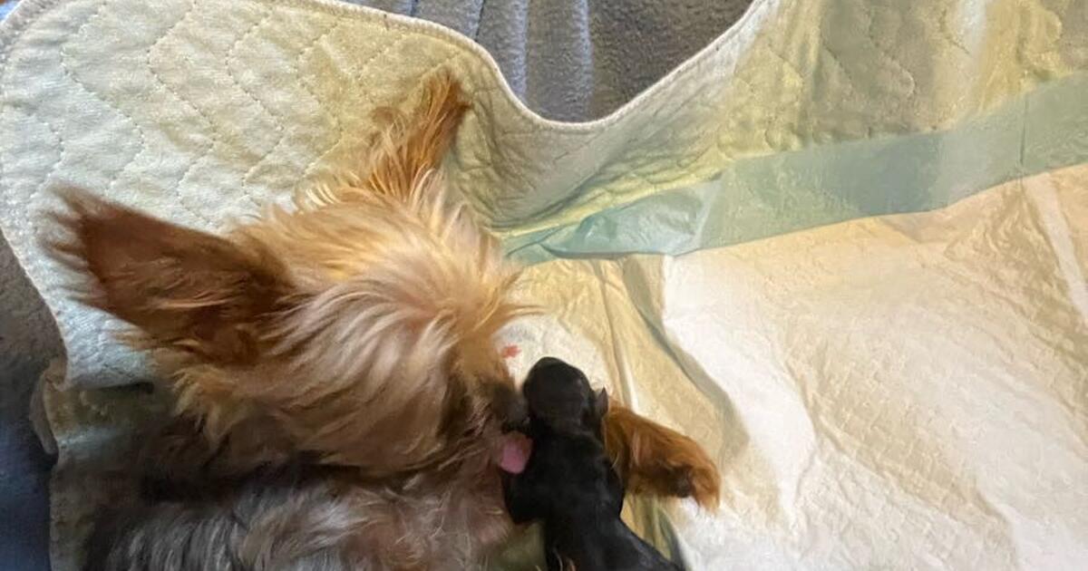 Yorkshire Yorkie Puppies in Indianapolis, IN For Sale & Free — Nextdoor