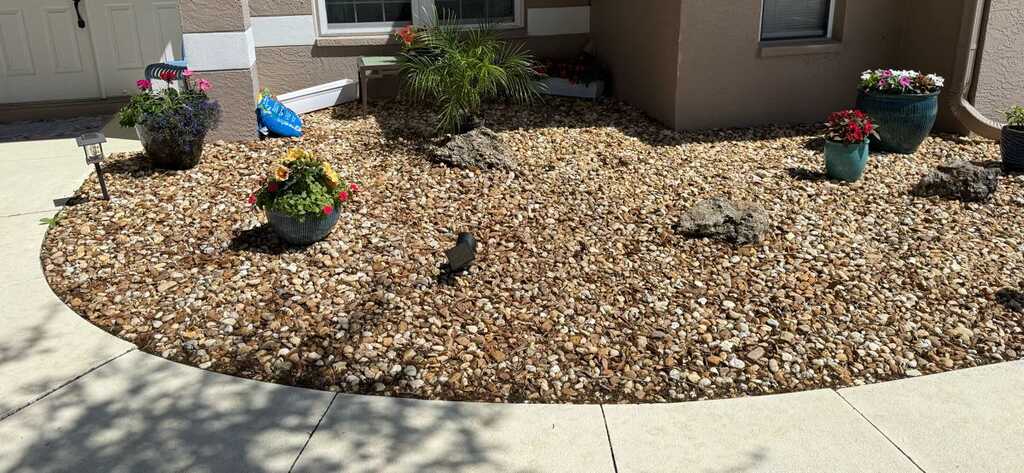 Lido Key landscape detail — tropical color planting and podocarpus privacy hedge