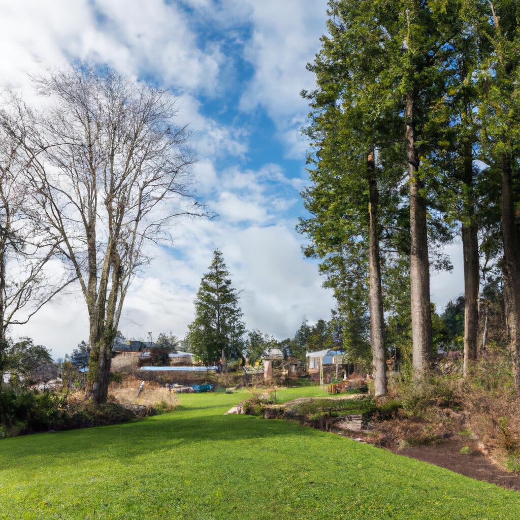 McAllister Park, Olympia News, Crime, Lost Pets, Free Stuff