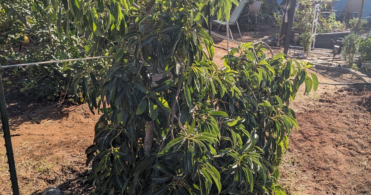Holiday Avocado Tree for Free in Vista, CA For Sale & Free — Nextdoor