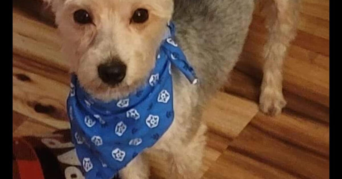 Yorkie Mix for 100 in Columbia, SC For Sale & Free — Nextdoor