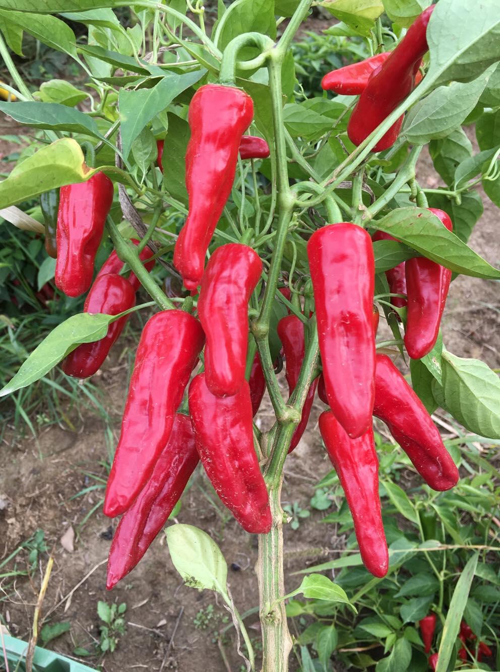 Agrarian Seed and Garden - Minneapolis, MN - Nextdoor