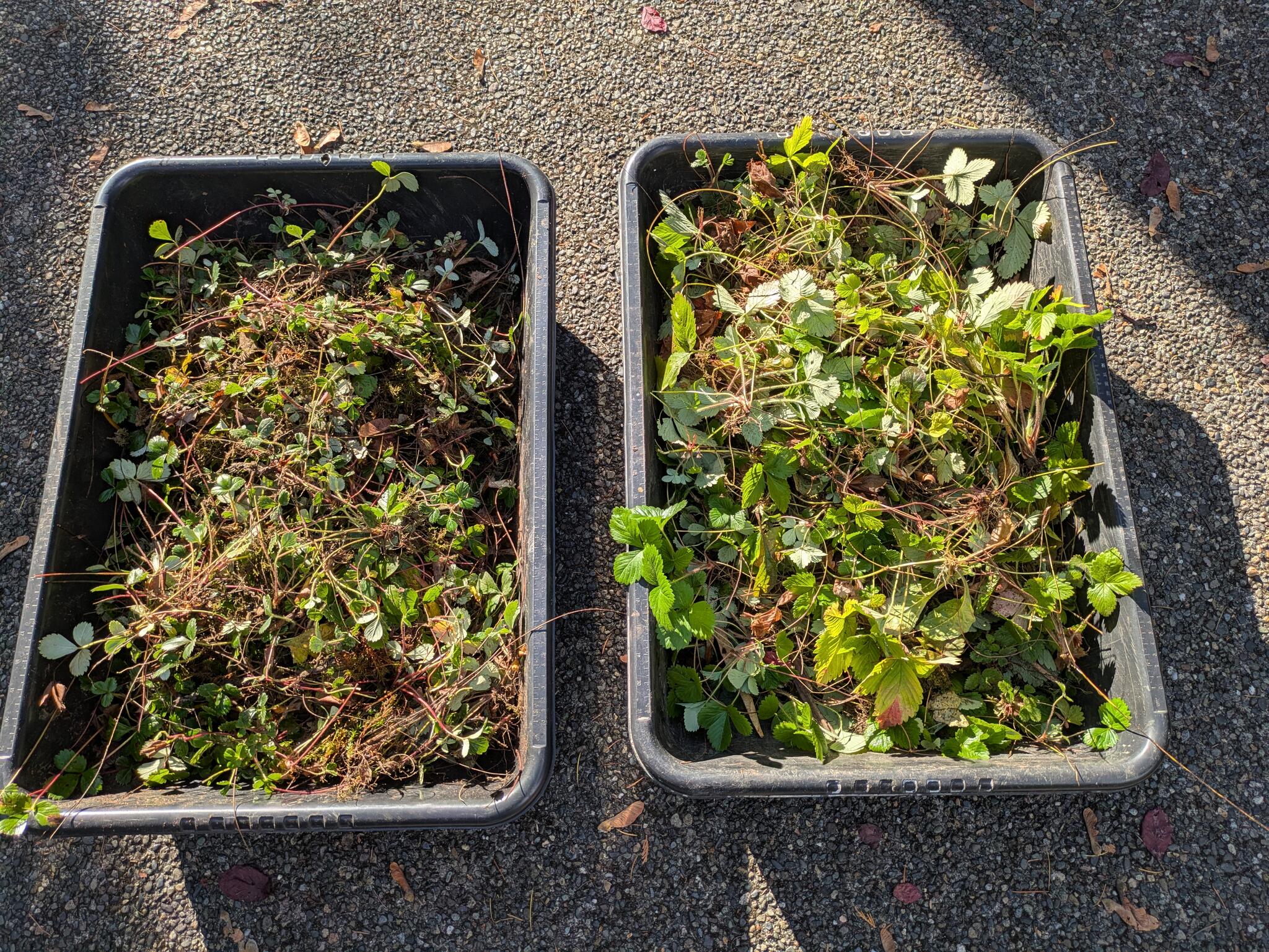 Wild Strawberry Runners (Both Varieties) for Free in Seattle, WA | For ...