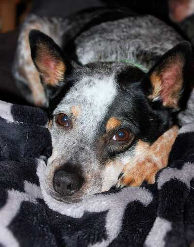 Animal Hospital of Sussex County - Augusta, NJ - Nextdoor Animal Hospital of Sussex County - Augusta, NJ - Nextdoor