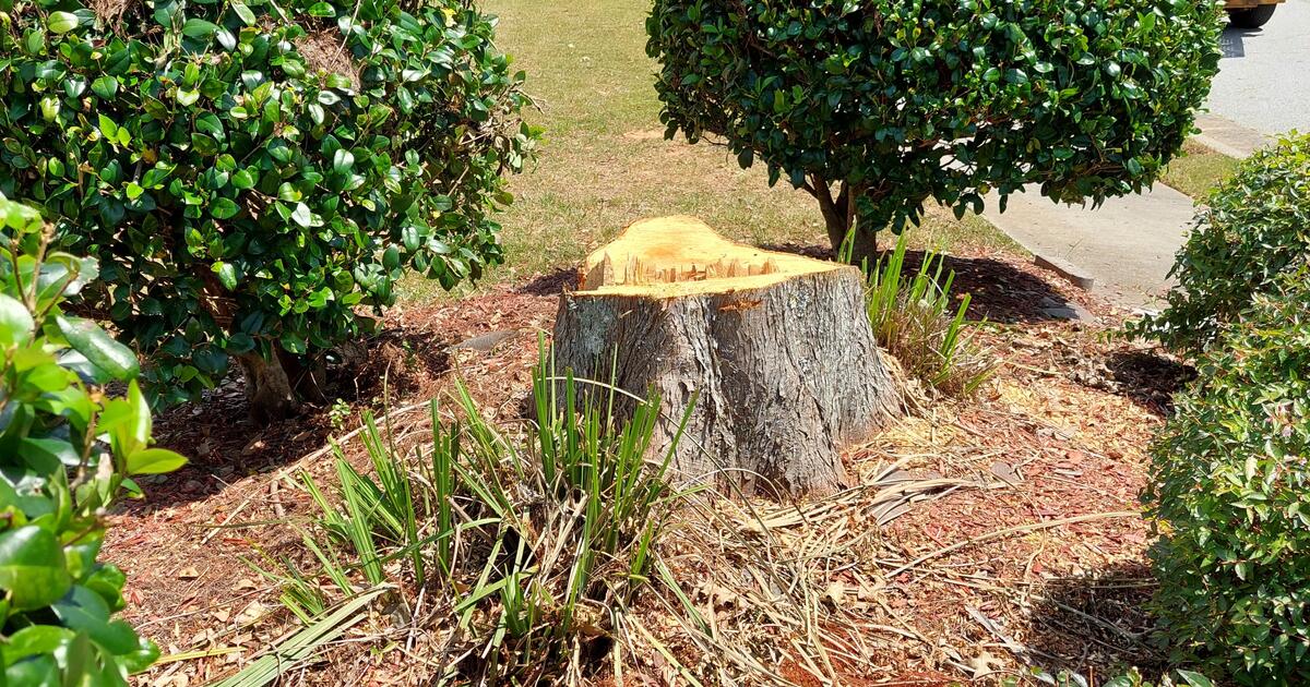 Stumps grinding for 55 in Lawrenceville, GA For Sale & Free — Nextdoor