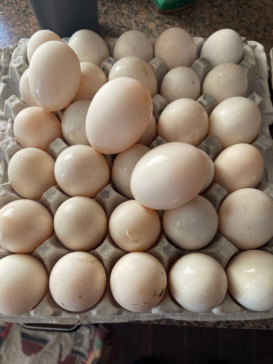 Chicken Duck Eggs For Sale For 4 In Elizabeth City NC For Sale   A8981a7c9341b1d2d52d543d4dea8791 