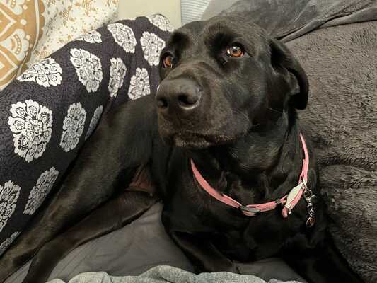 Kickingbird vet online