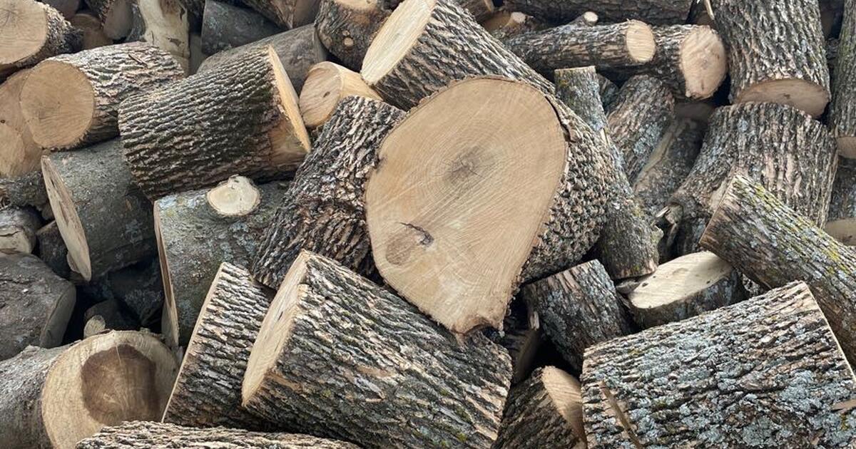Tree Removal Manalapan Buy The Best Firewood | The Best Source Is