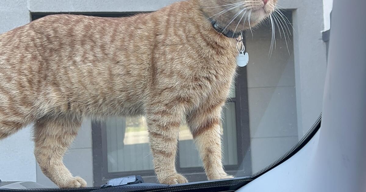 looking to rehome my cat asap please!!! Free!! for Free in Dallas, TX