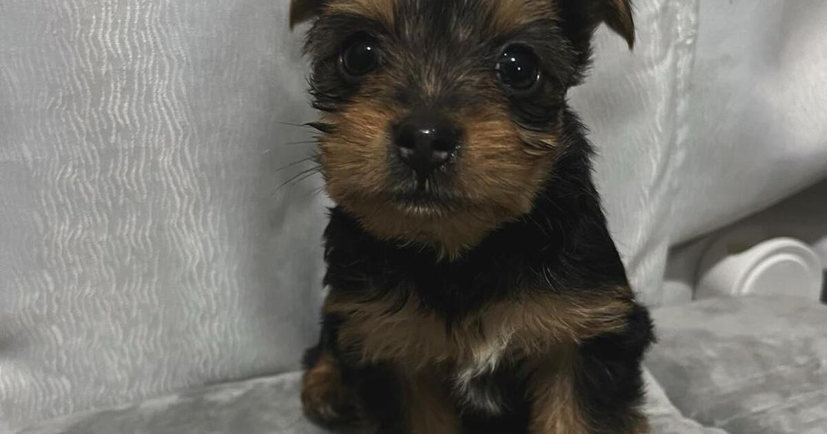 Male Yorkie Pup for Free in Atlanta, GA For Sale & Free — Nextdoor