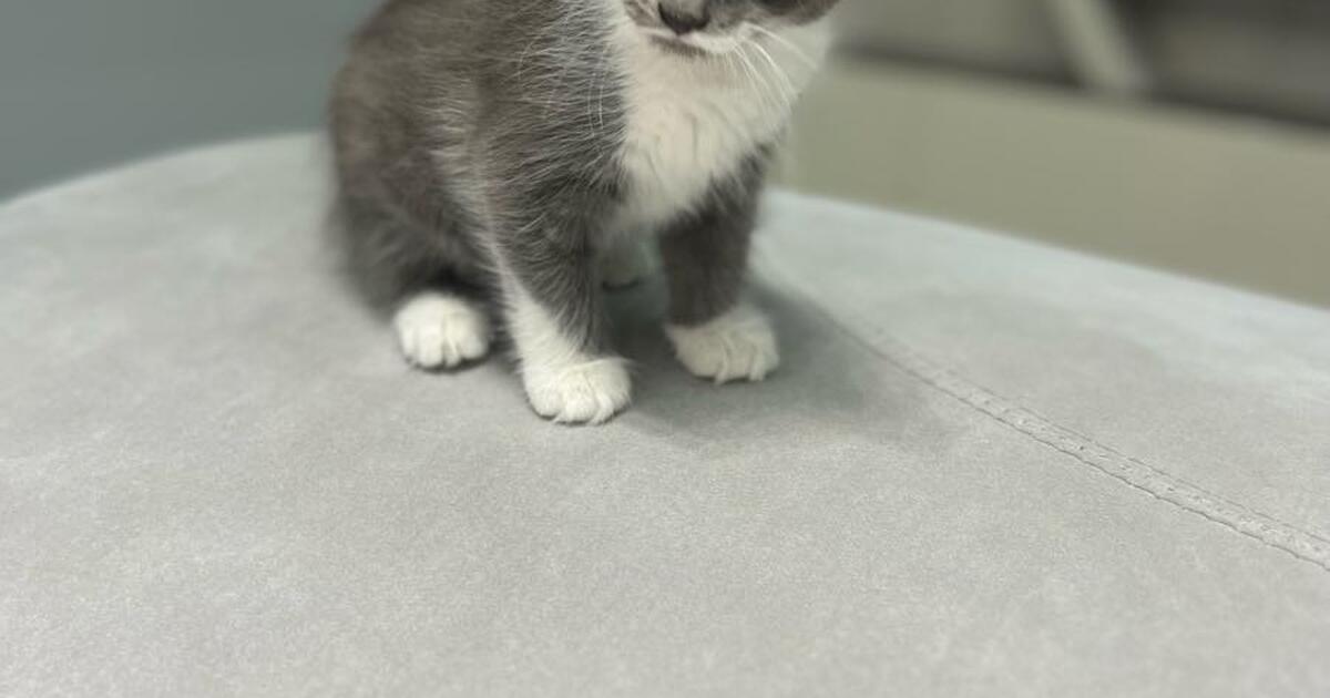 Kittens for 25 in Vancouver, WA For Sale & Free — Nextdoor