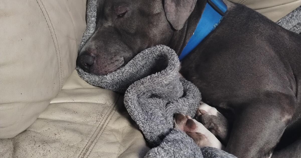 leather couch for Free in Spokane, WA For Sale & Free — Nextdoor