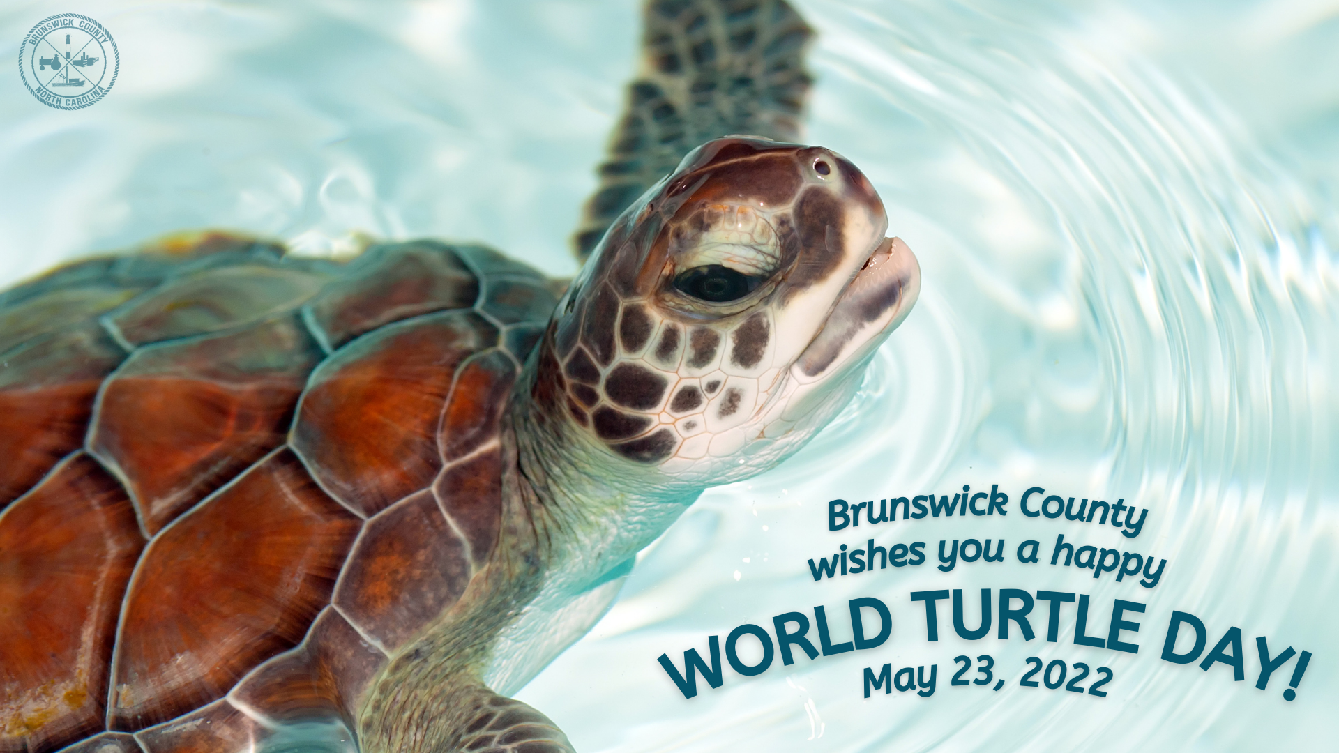 Brunswick County Wishes You A Happy World Turtle Day Brunswick County Mdash Nextdoor Nextdoor