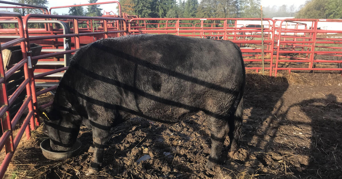 Half Beef for sale for 4 in Montesano, WA For Sale & Free — Nextdoor