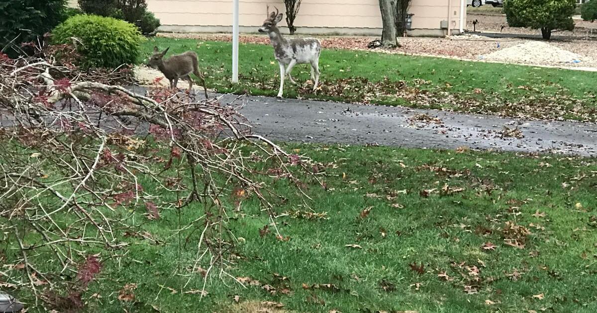 Silver Ridge Westerly Yard Sale in Pine Beach, NJ Finds — Nextdoor