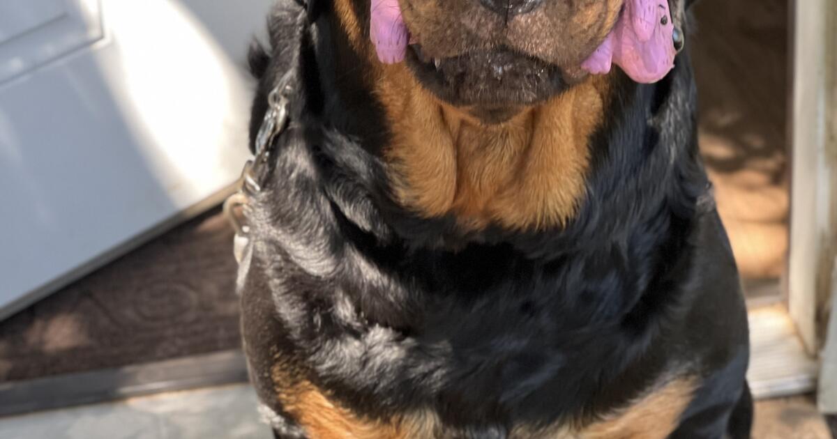 Baby Rottweilers For Free Rottweiler for Free in Kennedale, TX | For Sale & Free โ Nextdoor