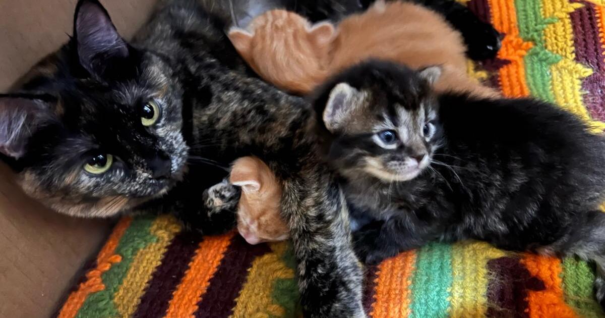 Kittens need a home!🏡⭐️ for Free in Spokane, WA For Sale & Free