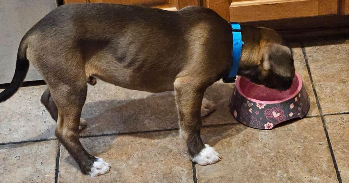 Free Puppy for Free in Buckeye, AZ For Sale & Free — Nextdoor