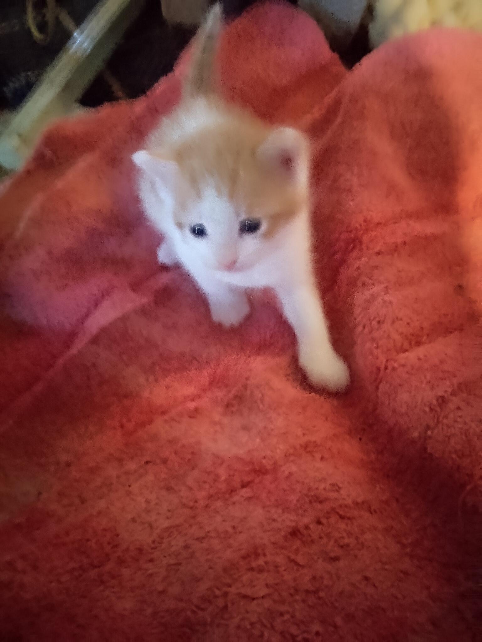 Free Kittens for Free in Utica, NY | For Sale & Free — Nextdoor