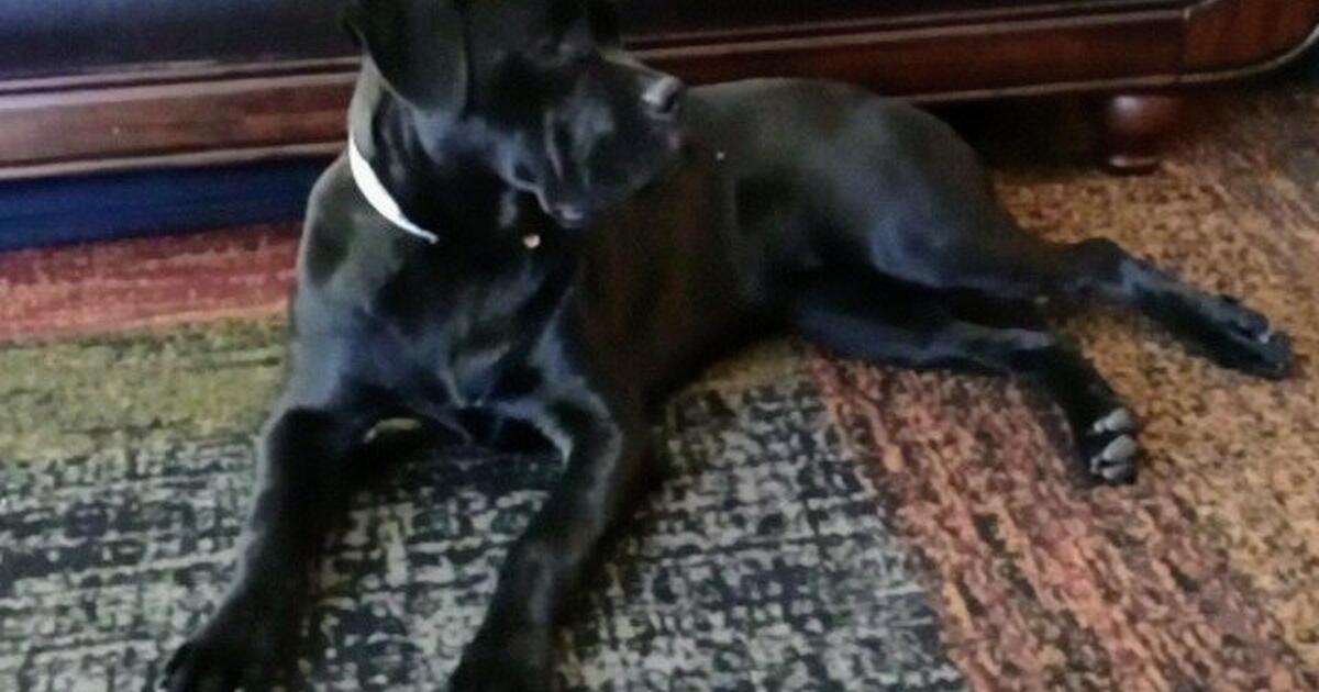 Cane Corso puppy for Free in Denver, CO Finds — Nextdoor