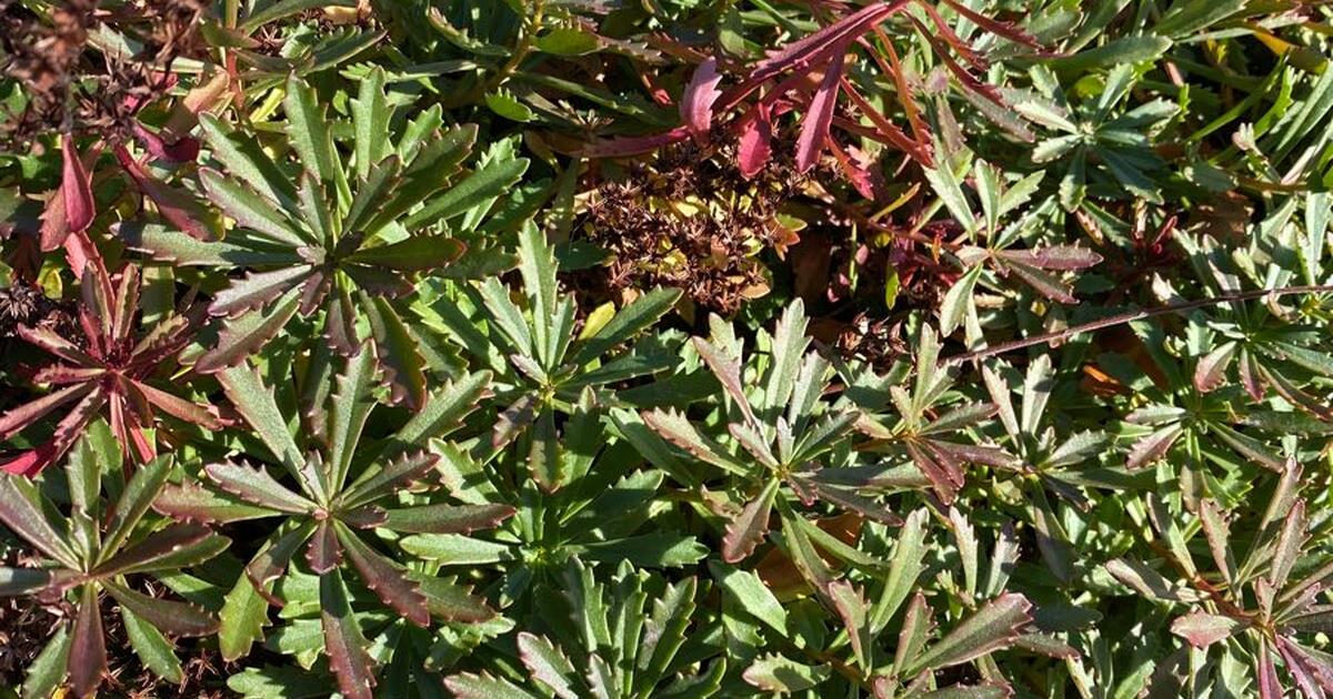free-sedum-for-free-in-madison-wi-for-sale-free-nextdoor