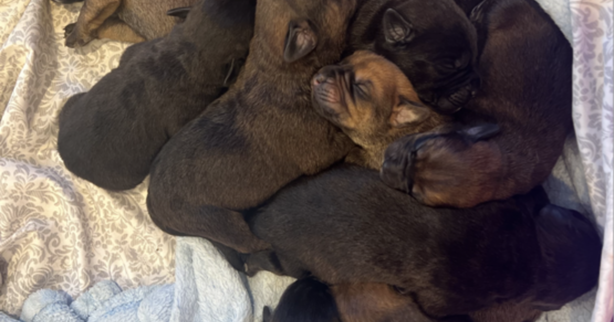 Rotticorso puppies for Free in Oakland, CA | For Sale & Free — Nextdoor