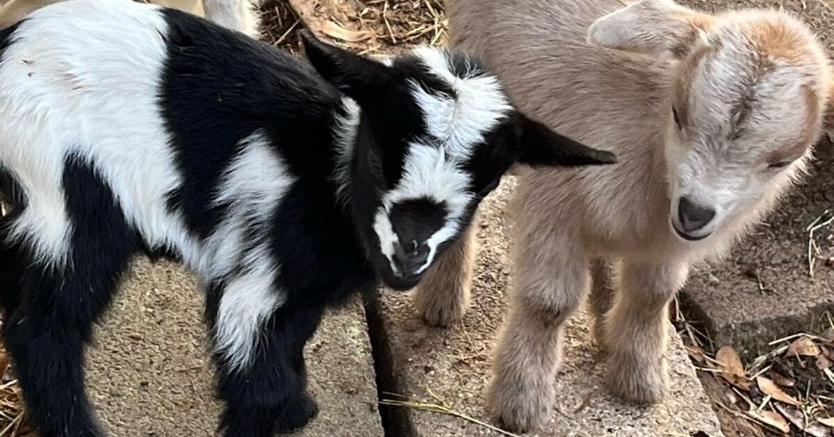 Nigerian pygmy goats for 75 in lafayette la for sale free nextdoor