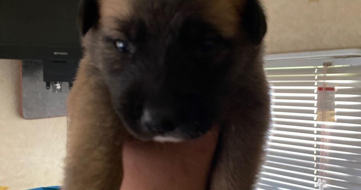 Puppies for 30 in Burleson, TX For Sale & Free — Nextdoor