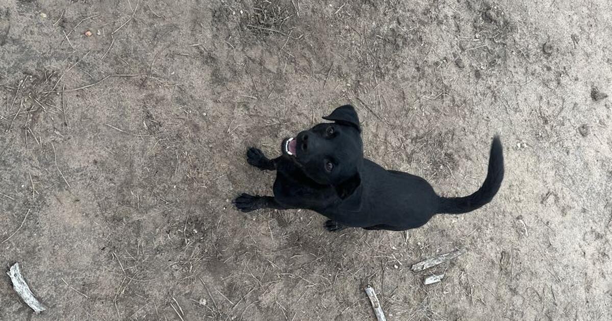 Dog for Free in Los Fresnos, TX For Sale & Free — Nextdoor