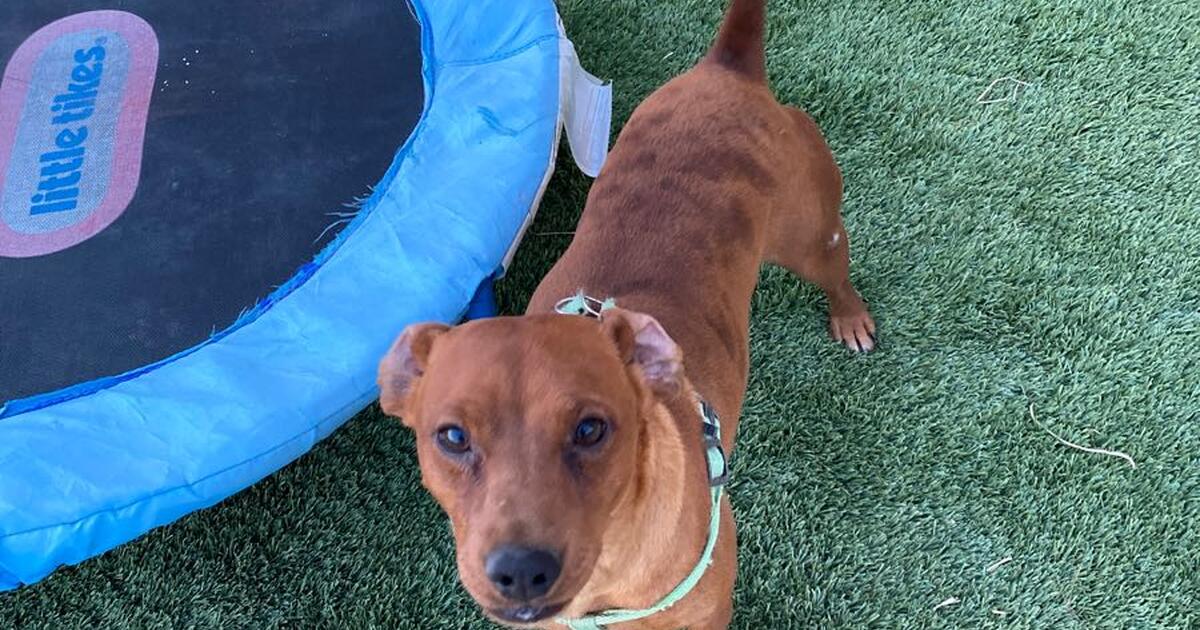 Dog for 50 in Victorville, CA For Sale & Free — Nextdoor