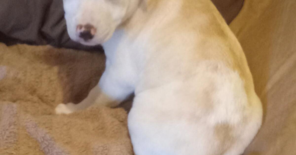 free-puppy-for-free-in-oklahoma-city-ok-finds-nextdoor