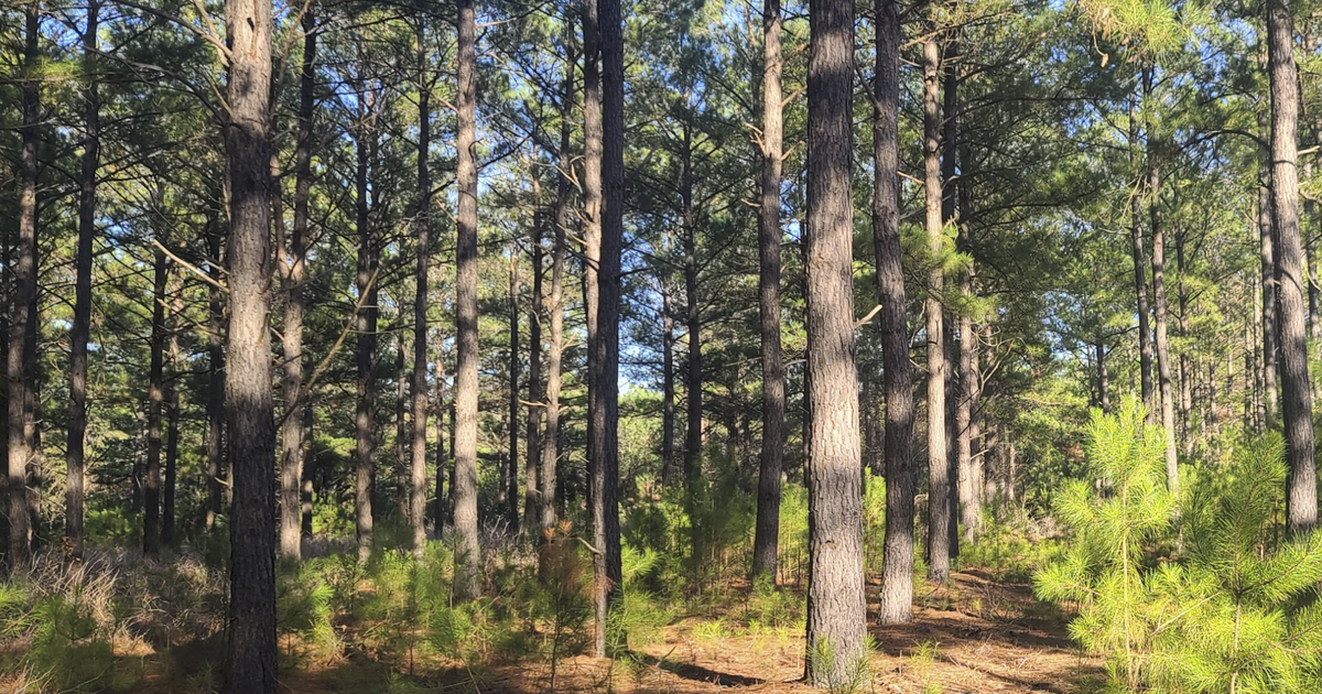 Land for Sale in Mineola 1 to 4 acre lots for 15000 in Grand Saline