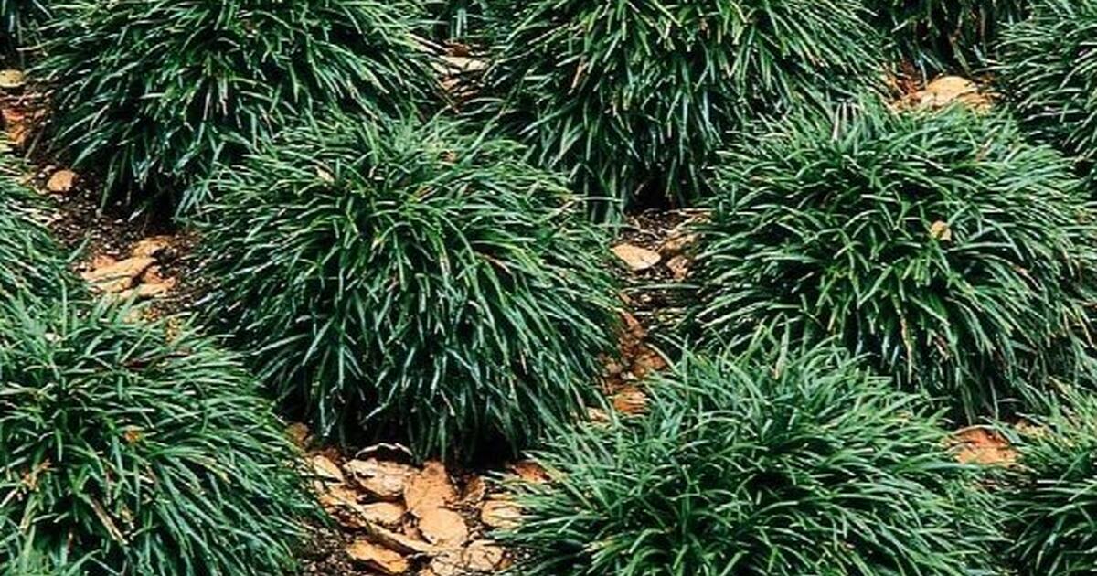 Dwarf Mondo Grass for Free in Virginia Beach, VA For Sale & Free — Nextdoor