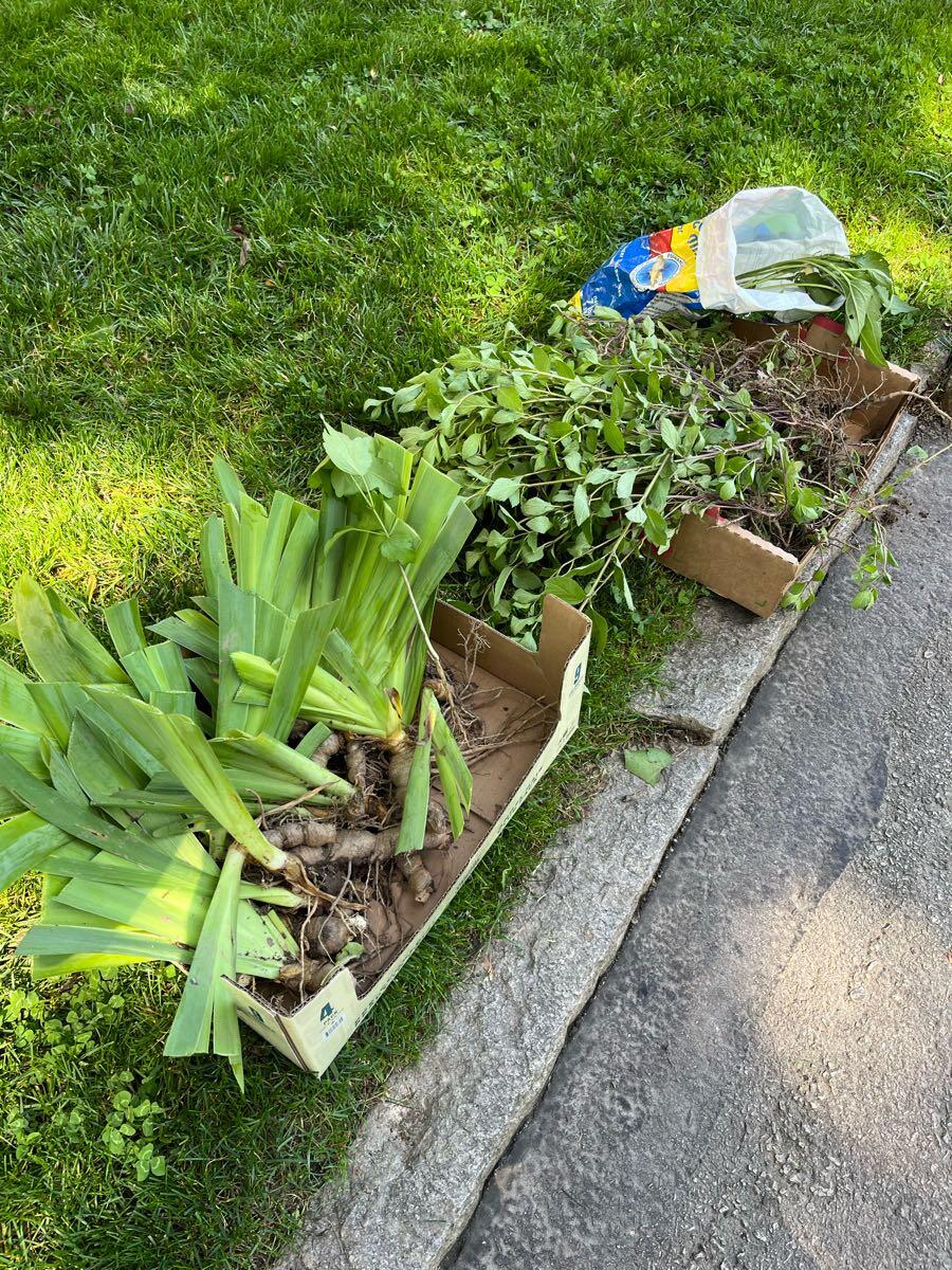 Free Plants for Free in Bryn Mawr, PA For Sale & Free — Nextdoor